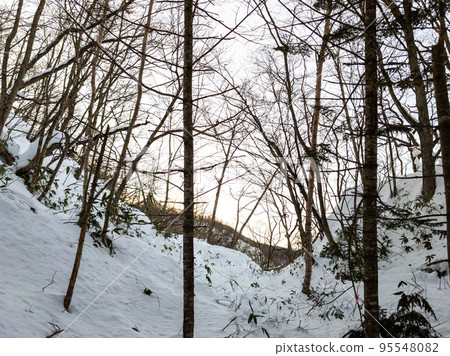 Forest in a heavy snowfall area before dusk (Shiraoi, Hokkaido) 95548082