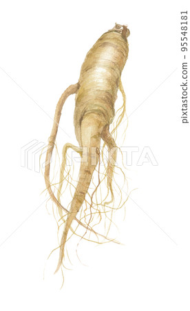 人參人參 人參人參 95548181