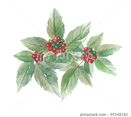 Korean ginseng Korean ginseng leaf and fruit Korean ginseng Korean ginseng leaf and fruit 95548182