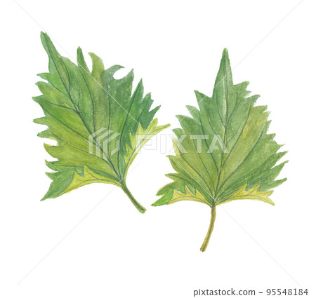 紫蘇綠紫蘇 95548184