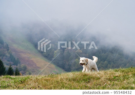 Goldendoodle running in the meadow 95548432