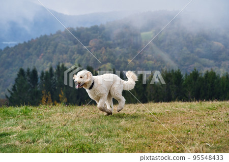Goldendoodle running in the meadow Goldendoodle running in the meadow 95548433