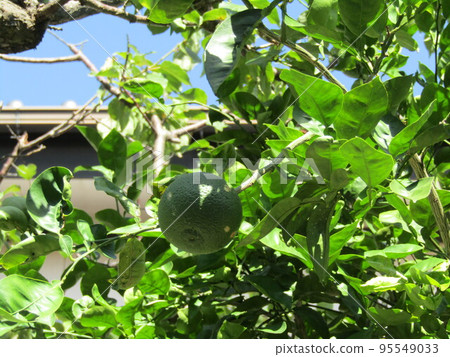 未成熟時收穫和使用的 Kabosu 果實 95549033