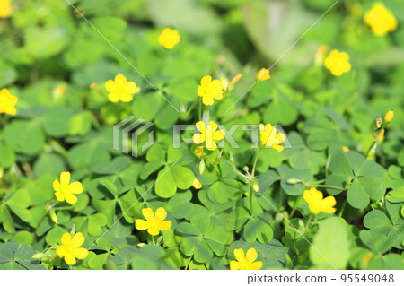 small oxalis flower small oxalis flower 95549048