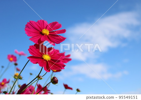 Cosmos Cosmos 95549151