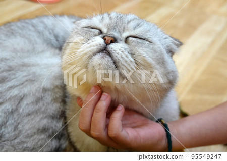 Kid scratching the cat's chin. Hand strokes the chin of a cat. A cat show happy expression. Kid scratching the cat's chin. Hand strokes the chin of a cat. A cat show happy expression. 95549247