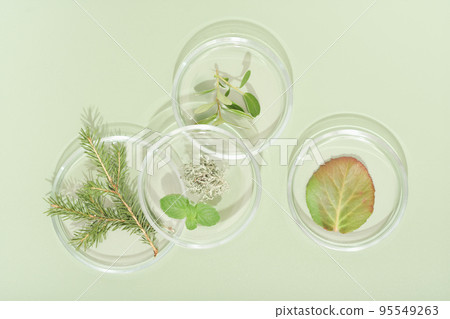 top view of petri dishes with wild grown forest plants, fir tree branch, moss and bilberry leaves. biology research. green background.  95549263