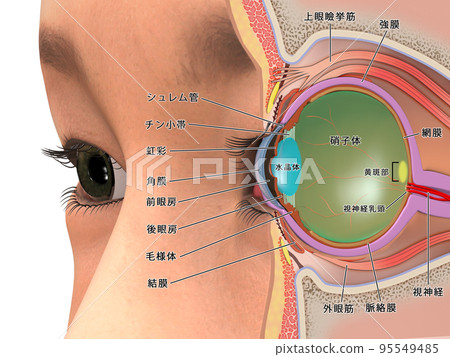 眼球結構人體 CG 插圖橫截面與解釋 95549485