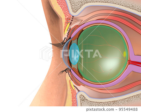 Eye eyeball structure human body CG illustration cross section 95549488
