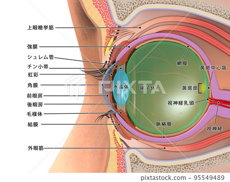 眼球結構人體 CG 插圖橫截面與解釋 眼球結構人體 CG 插圖橫截面與解釋 95549489