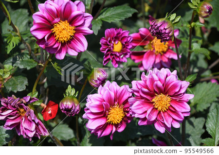 Dahlia Dahlia 95549566