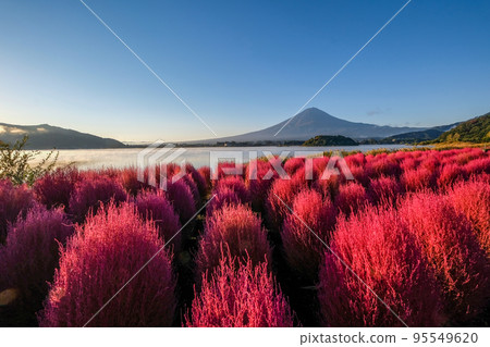 Kochia and Mt.Fuji on the shores of Lake Kawaguchiko, Yamanashi Prefecture in the early morning Kochia and Mt.Fuji on the shores of Lake Kawaguchiko, Yamanashi Prefecture in the early morning 95549620