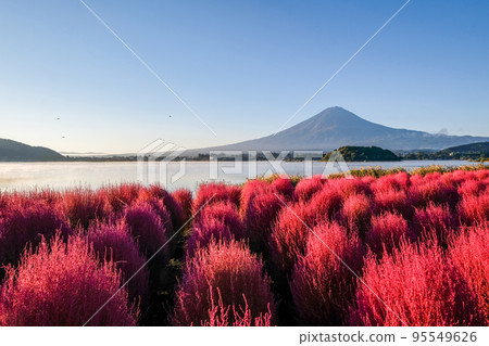 Kochia and Mt.Fuji on the shores of Lake Kawaguchiko, Yamanashi Prefecture in the early morning 95549626