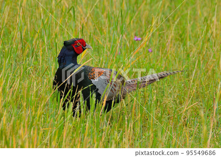 pheasant pheasant 95549686
