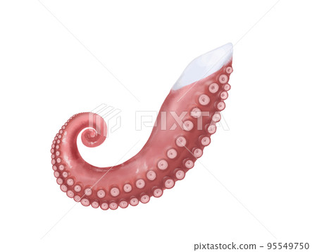 Realistic watercolor illustration of octopus legs 95549750