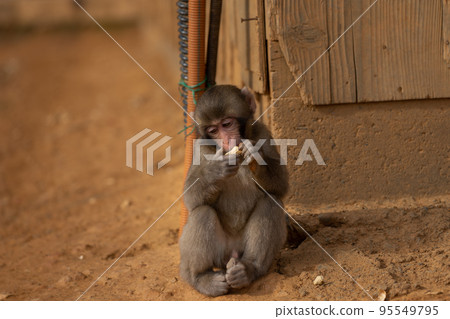 京都嵐山猴園岩田山小猴 95549795
