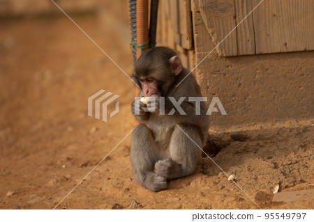 Arashiyama Monkey Park Iwatayama baby monkey in Kyoto Arashiyama Monkey Park Iwatayama baby monkey in Kyoto 95549797