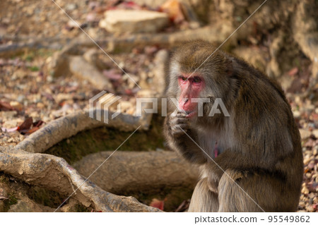 Monkeys in Arashiyama Monkey Park Iwatayama in Kyoto 95549862