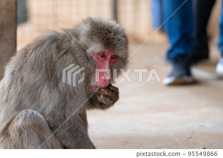 京都嵐山猴子公園岩田山的猴子 95549866