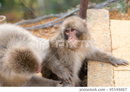 京都嵐山猴子公園岩田山的猴子 95549867