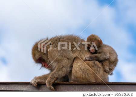 京都岩田山嵐山猴子公園,一隻小猴子騎在一隻母猴的背上 京都岩田山嵐山猴子公園,一隻小猴子騎在一隻母猴的背上 95550108