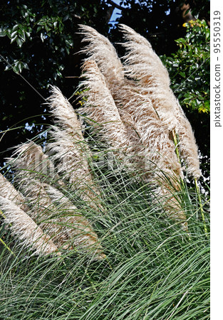 Pampasgrass 95550319