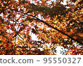Autumn leaves 95550327