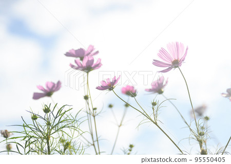 Cosmos swaying in the autumn breeze Cosmos swaying in the autumn breeze 95550405
