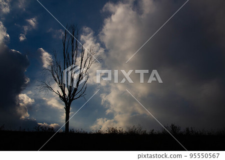 Black silhouette of a withered tree. An ominous black silhouette in dark smoke against the night sky. A beautiful background for a scary Halloween greeting card. Colorful summer sunset. Place for text Black silhouette of a withered tree. An ominous black silhouette in dark smoke against the night sky. A beautiful background for a scary Halloween greeting card. Colorful summer sunset. Place for text 95550567