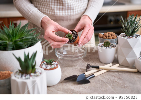 Succulent haworthia Plant in brown plastic Pot ready for transplanting planting Succulent haworthia Plant in brown plastic Pot ready for transplanting planting 95550823