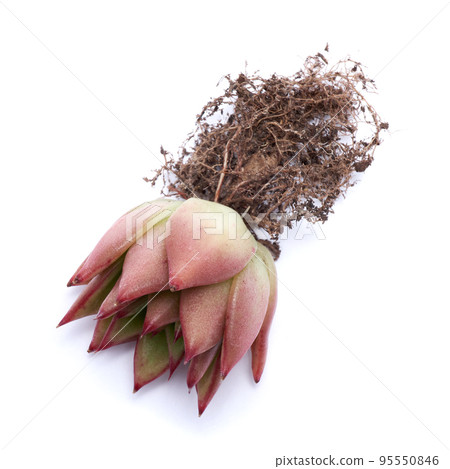 Echeveria Succulent Plant with roots Isolated on White Background 95550846