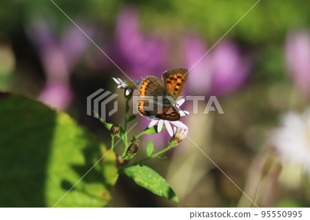 日本秋季公園盛開的白色野天藍色菊花吸食花蜜 95550995