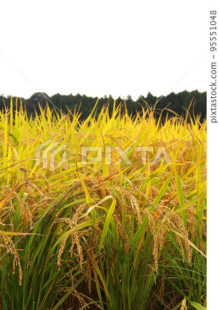 Ear of rice, rice field, rice, rice, rice, agriculture, rice, autumn Ear of rice, rice field, rice, rice, rice, agriculture, rice, autumn 95551048