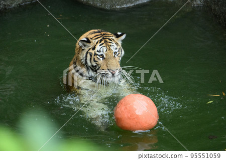 The strongest water polo player (tiger) 95551059