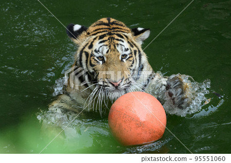Amur tiger cub playing water polo (front) Amur tiger cub playing water polo (front) 95551060