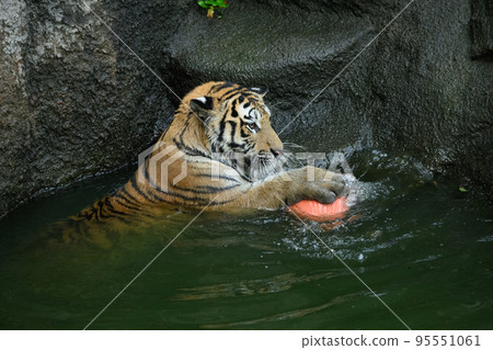 Profile of Amur tiger playing water polo 95551061