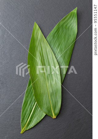 Kumazasa black background 95551147