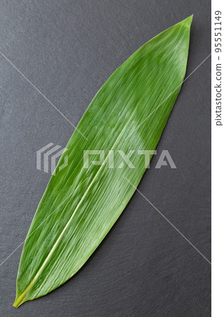 Kumazasa black background 95551149