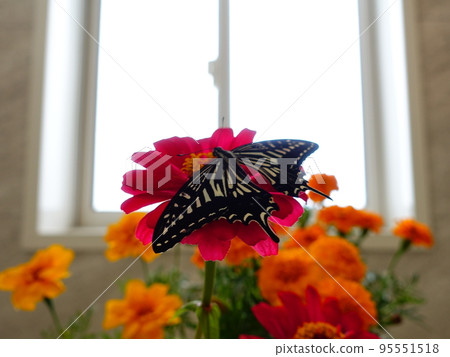 Swallowtail butterfly Swallowtail butterfly Nami swallowtail butterfly butterfly Swallowtail butterfly Swallowtail butterfly Nami swallowtail butterfly butterfly 95551518