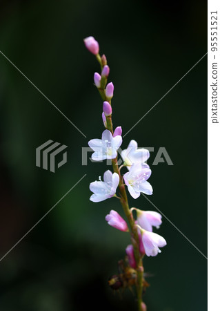 Cherry-colored cherry blossoms that shine in the sunlight are the largest flowers in the knotweed family. 95551521