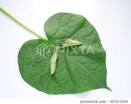 Caterpillar caterpillar larva swallowtail swallowtail pupa Caterpillar caterpillar larva swallowtail swallowtail pupa 95551564