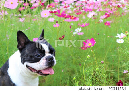 2022Mighty, a Boston terrier who looks cute in the cosmos field that colors the Satoyama of Hatoyama, the happiest town in Japan♡ 2022Mighty, a Boston terrier who looks cute in the cosmos field that colors the Satoyama of Hatoyama, the happiest town in Japan♡ 95551584