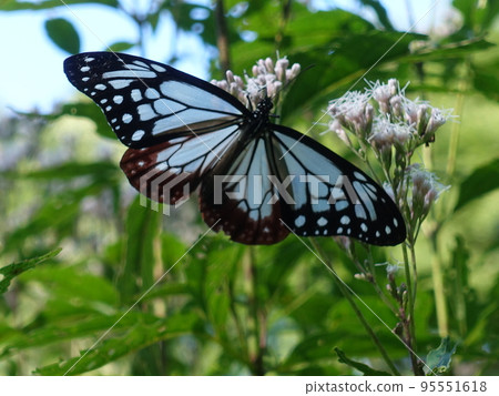 chestnut tiger butterfly butterfly 95551618