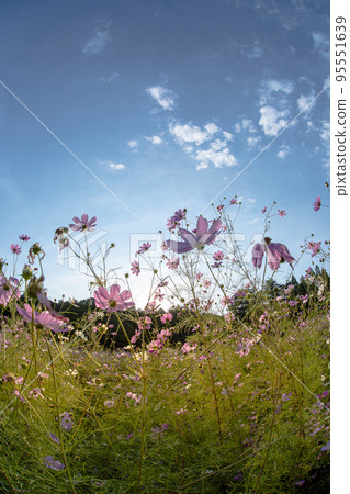 The village of Toyo no Cosmos The village of Toyo no Cosmos 95551639