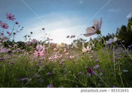 The village of Toyo no Cosmos The village of Toyo no Cosmos 95551641