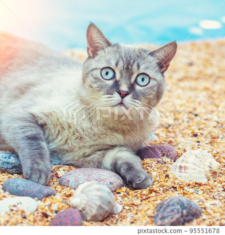 Siamese cat relaxing on the beach. Summertime concept 95551678