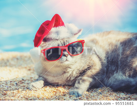 Cat wearing Santa hat and sunglasses lying on the beach Cat wearing Santa hat and sunglasses lying on the beach 95551681