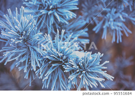Pine branches covered with rime. Nature winter background. Winter nature. Snowy forest. Christmas background 95551684