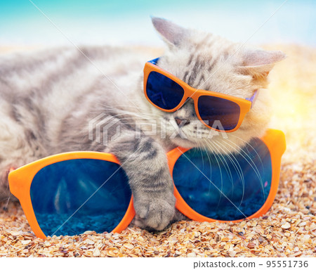 Siamese cat in sunglasses lying with its paw on large sunglasses on the beach. The cat is enjoying the summer. Vacation concept 95551736