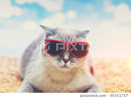 Siamese cat wearing sunglasses lying on the beach 95551737